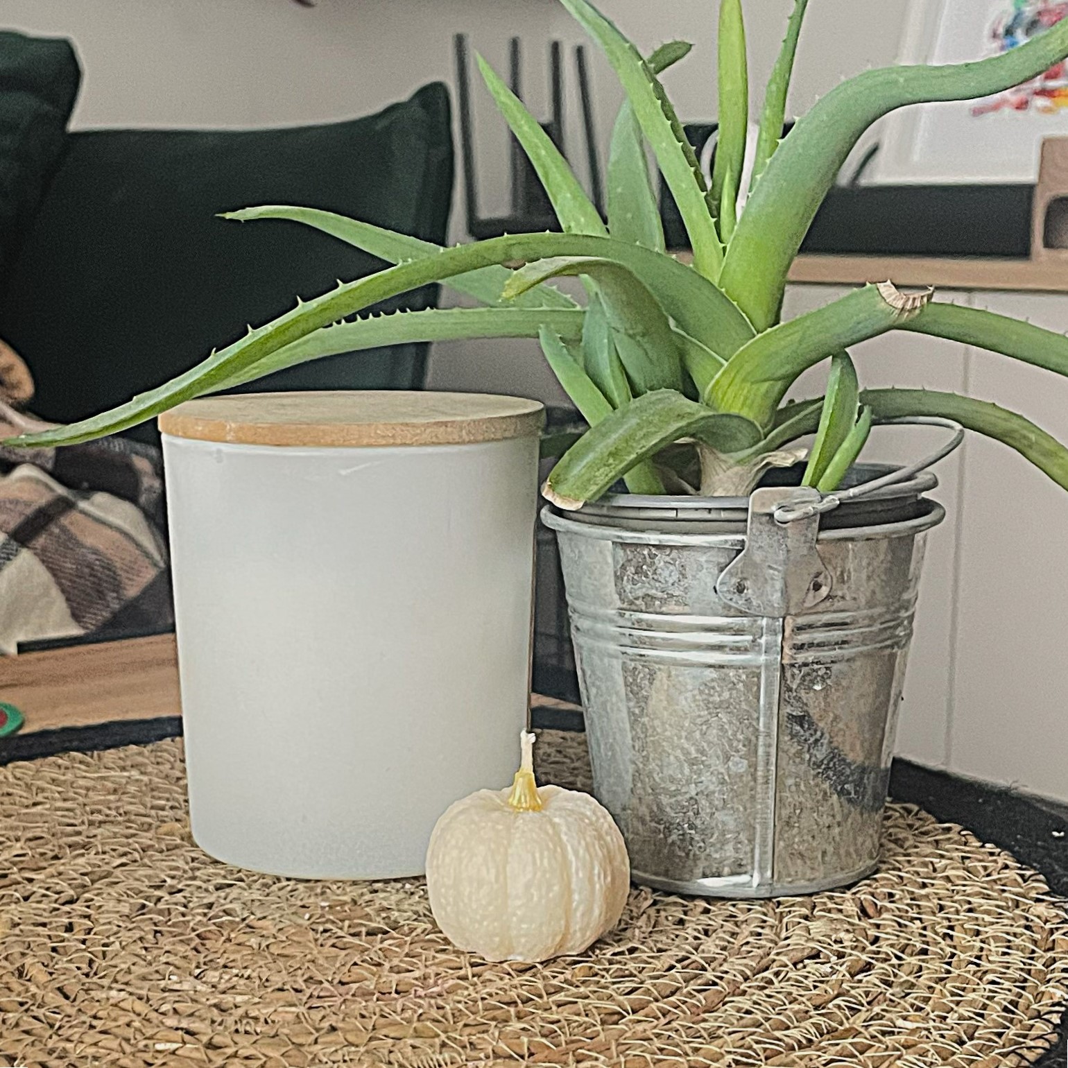 Zestaw 3 małych dyni sojowych - obrazek 9